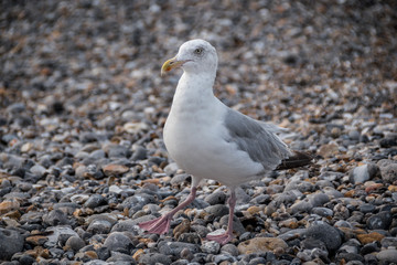 mouette