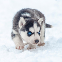 Cute little husky puppy in snow