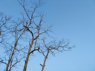 tree in the sky