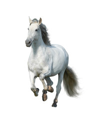 Running white andalusian stallion isolated on white