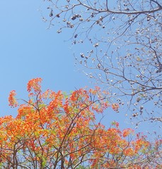 flora and environment in Africa