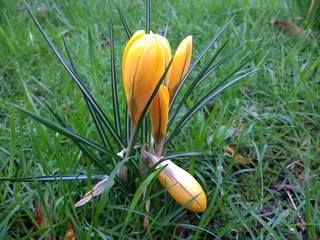 Close up cluster of beautiful crocus bloom Spring bulb plants in vibrant primary yellow flower head petals growing on bright lush green grass lawn under tree in English country organic garden by tree © Carmina