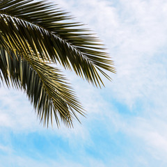 Tropical background with palm leaves against the sky, floral exotic pattern.