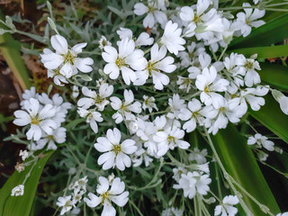 White Field Mouse-Ear Flower in the Garden