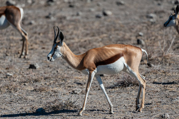 Closeup of an Impala - Aepyceros melampus- grazing on the plains of Etosha National Park, Namibia.