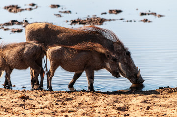 Closeup of a group of Common Warthogs - Phacochoerus africanus- near a waterhole of Etosha. Etosha National Park, Namibia.