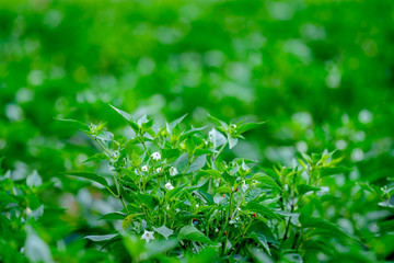 Lotus flower concept, pink lotus and leaf in pond, beautiful nature on morning, water lily flowers blossom   reflect on water of pond, green leaf plants botany, light sunny on refresh