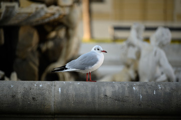 Game of the seagulls in the park above the water