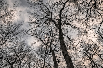 The birds on the trees