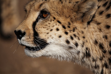 Closeup face cheetah 