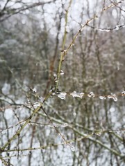 Ice drops on the branches of tree in winter