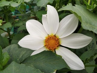 Obraz premium white flower