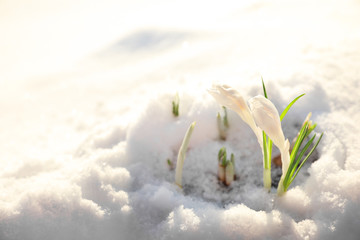 Beautiful crocuses growing through snow, space for text. First spring flowers