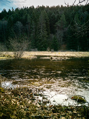 Les rives gelées de l'étang du Devin, Le Bonhomme, Alsace, France