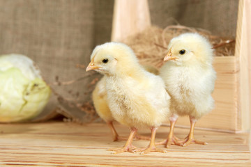 Cute downy newborn chickens on hay in a wooden box. Easter scene, farm lifestyle