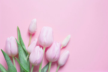 Pink tulip pastel flat lay background.