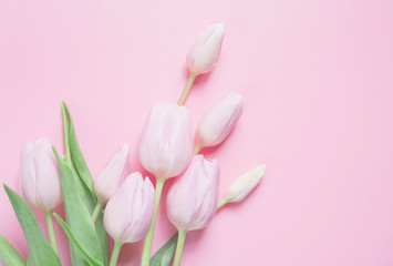Pink tulip pastel flat lay background.