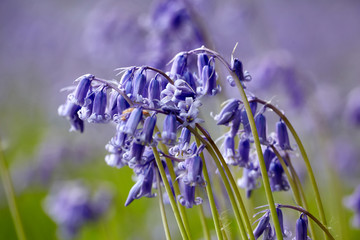 Common Bluebells