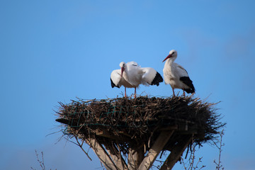Störche bei der Verpaarung im Frühling in Deutschland Serie Aufnahme