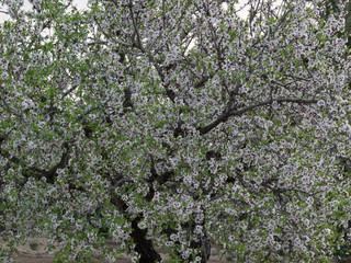 Almendro en flor