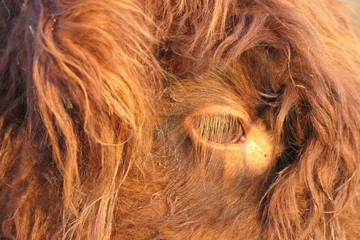 Auge eines Hochlandrinds