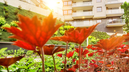 Photo of flowers growing in the garden with lens flare in background