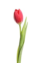 Beautiful tender spring tulip isolated on white