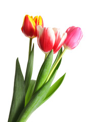 Beautiful bright spring tulips on white background