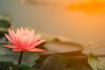 Lotus flower concept, pink lotus and leaf in pond, beautiful nature on morning, water lily flowers...
