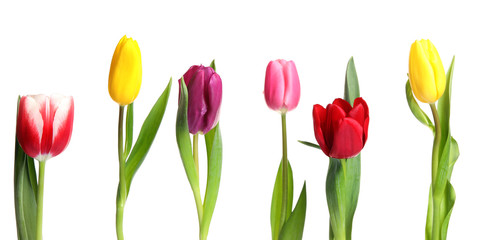 Beautiful bright spring tulips on white background