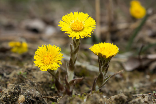 Coltsfoot (Tussilago farfara) a plant in the groundsel tribe in daisy family Asteraceae, medicinal plant for cough, found in colonies of dozens of plants in early spring. 