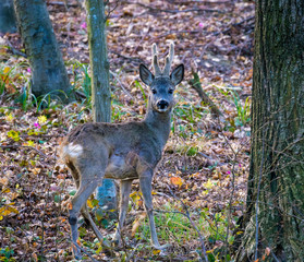 The roe deer on the forest edge