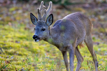 The roe deer on the forest edge