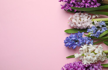 Fototapeta premium Beautiful spring hyacinth flowers on pink background, flat lay. Space for text