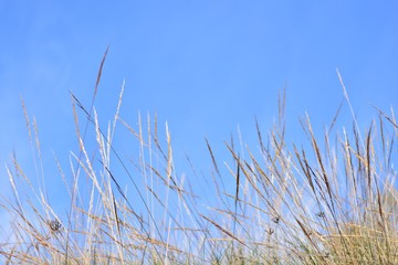 Fototapeta premium Espigas de plantas de esparto con el cielo y las nubes de fondo