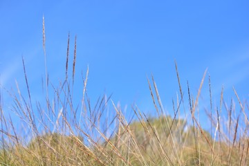 Fototapeta premium Espigas de plantas de esparto con el cielo y las nubes de fondo