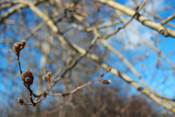  willow buds at the end of winter in the sunlight