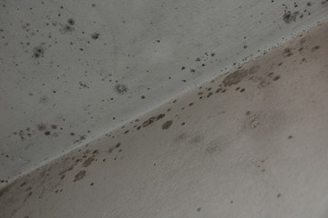 Stachybotrys chartarum Black Ceiling Mold caused from water damage and overly water damped rooms.