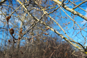 pussy willow earrings at the end of winter in the sunlight