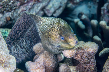 Giant moray fish - Indonesia Banda Neira underwater picture