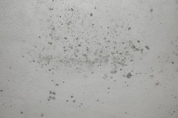 Stachybotrys chartarum Black Ceiling Mold caused from water damage and overly water damped rooms.