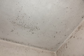 Stachybotrys chartarum Black Ceiling Mold caused from water damage and overly water damped rooms.