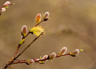 Willow twigs in spring