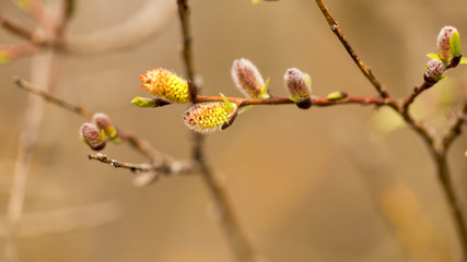 Willow twigs in spring