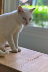 Diamond Eye cat ( Khao Manee ) is a rare breed of cat originating in Thailand, which has an ancient...