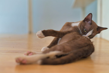 Close-up portrait of a white gray kitten.