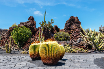 Beautiful view of tropical cactus garden (Jardin de Cactus) in Guatiza village. Lanzarote, Canary Islands, Spain.