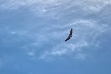 eagle in the sky