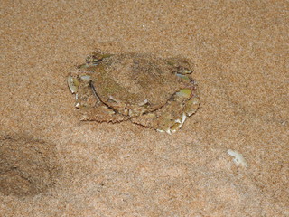 Crab