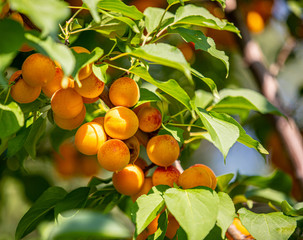 agriculture ripe apricots farm ready pattern. orange apricots and green young leaves